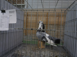 XIV Concurso Exposición de Palomas de Raza en Mula 2024